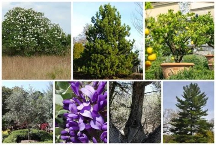 Evergreen tree with toxic seeds