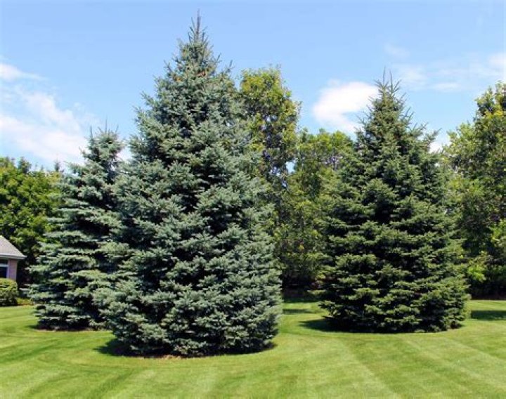 Evergreen with pliable wood
