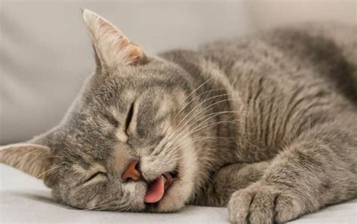 Feline snoozes