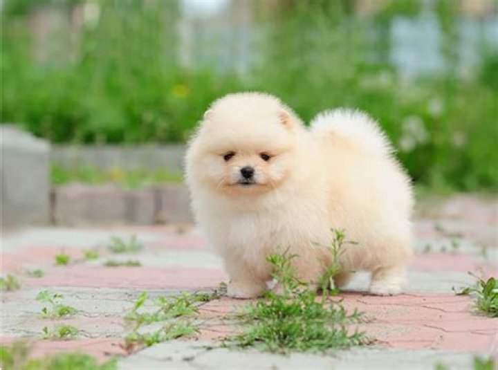 Fluffy