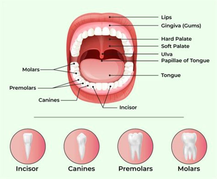 Hinged part of the mouth