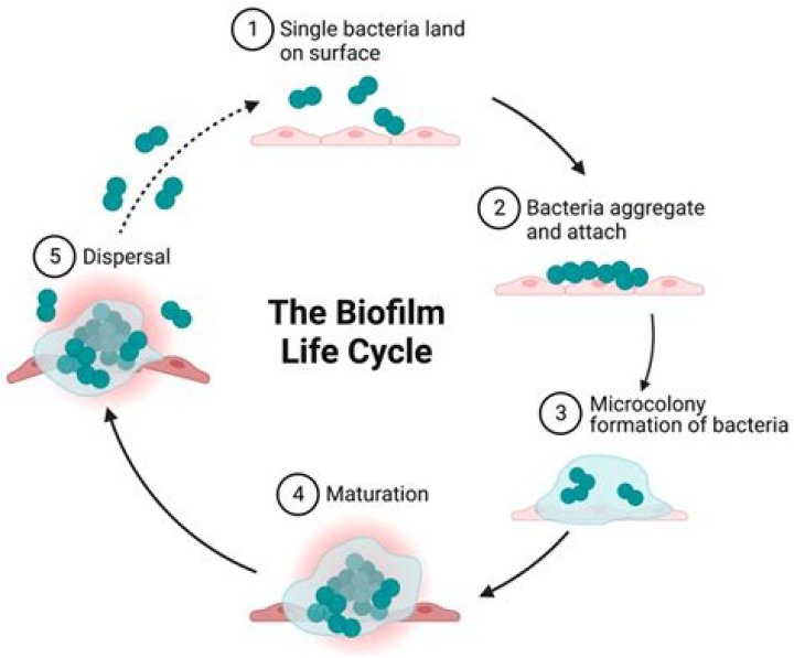 How can biofilm formation be prevented?
