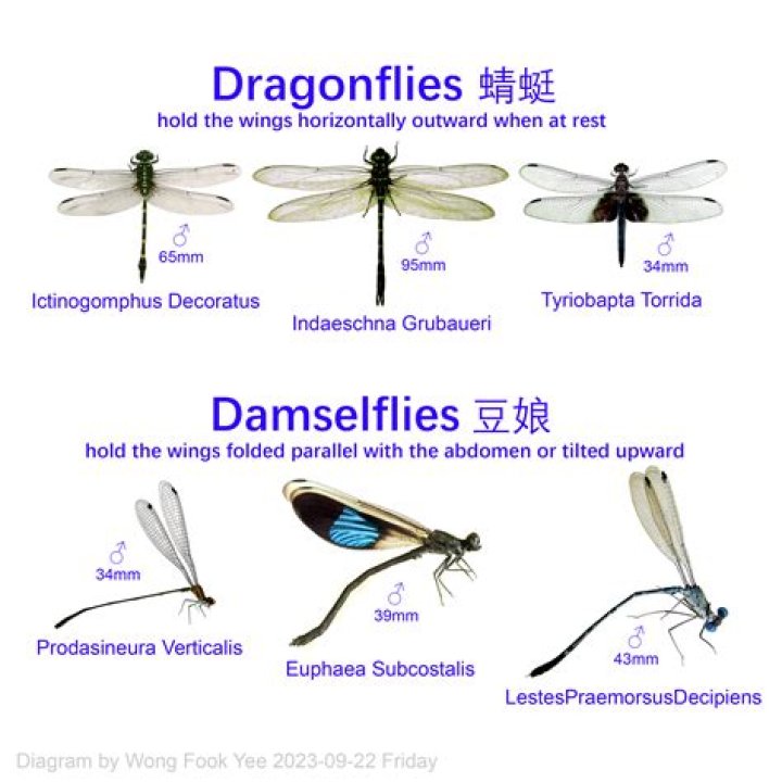 How do dragonflies help humans?