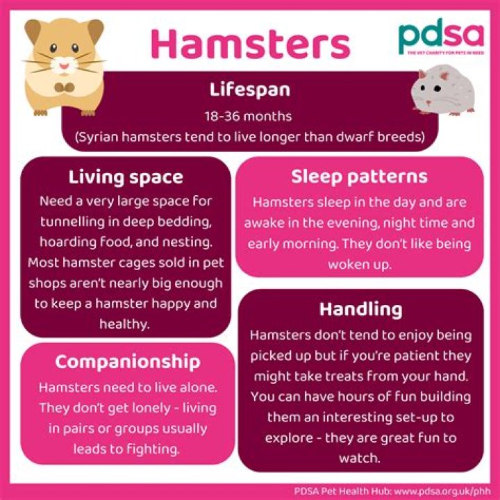 How do hamsters talk?