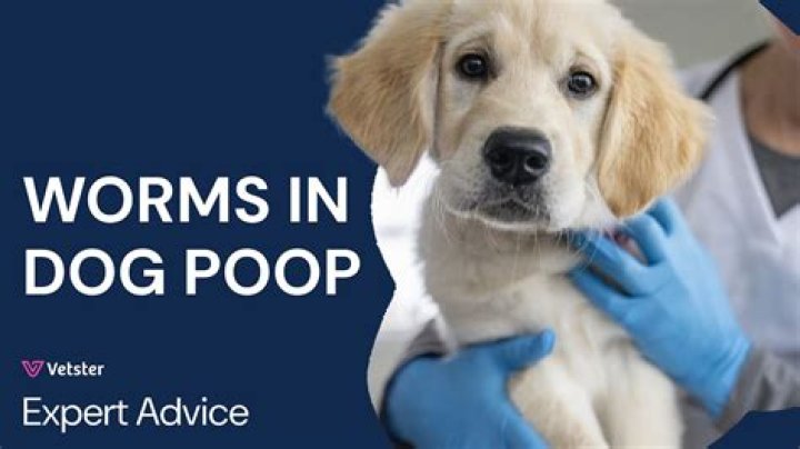 How do I clean my house of worms in my dog?