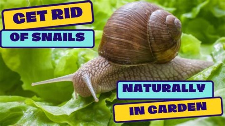 How do I get rid of snails permanently?