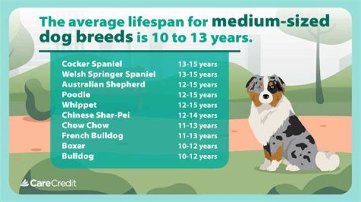 How do I know if my dog is dying?
