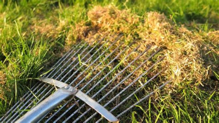 How do I know if my lawn needs dethatching?