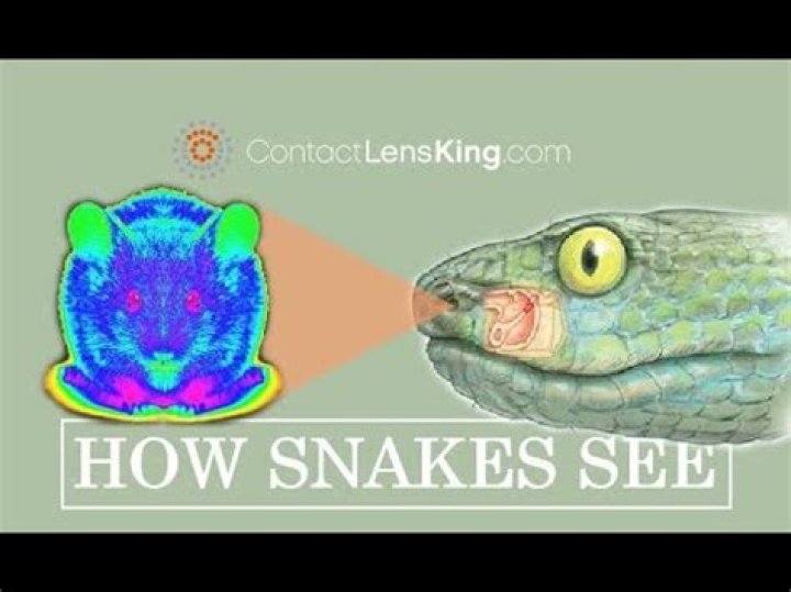How do snakes view humans?