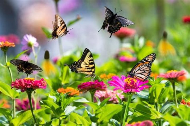 How do you get a butterfly to trust you?