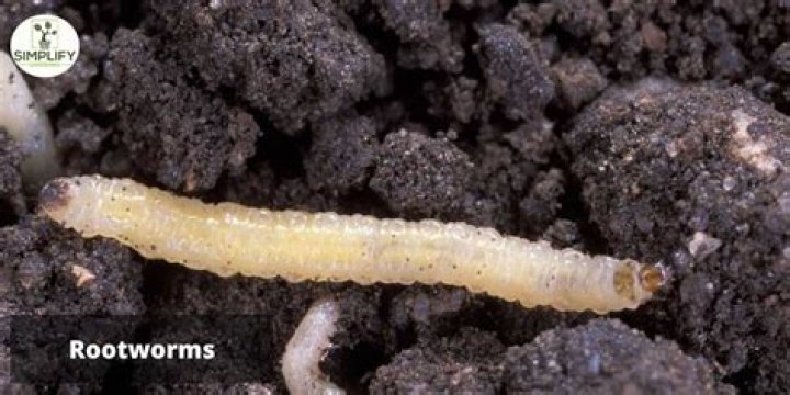 How do you get rid of worms in potting soil?