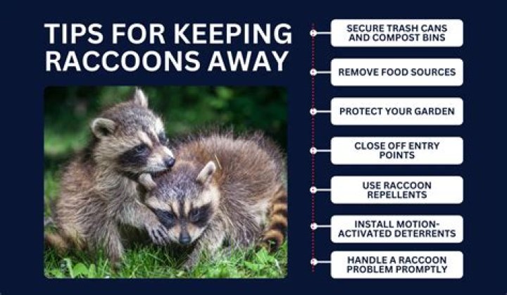 How do you keep raccoons away naturally?