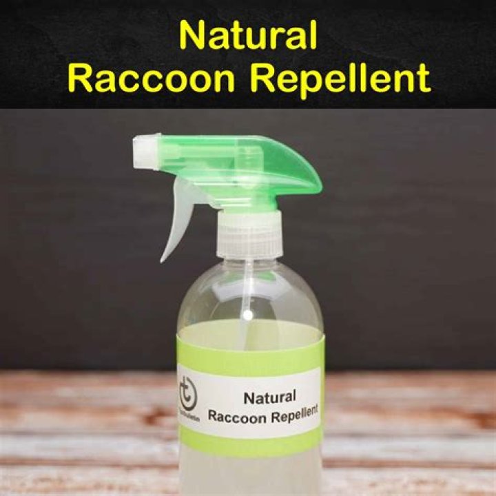 How do you make homemade raccoon repellent?