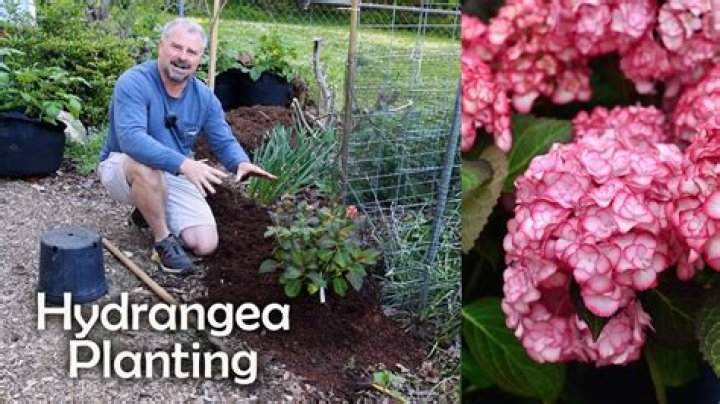 How do you make hydrangea perk?