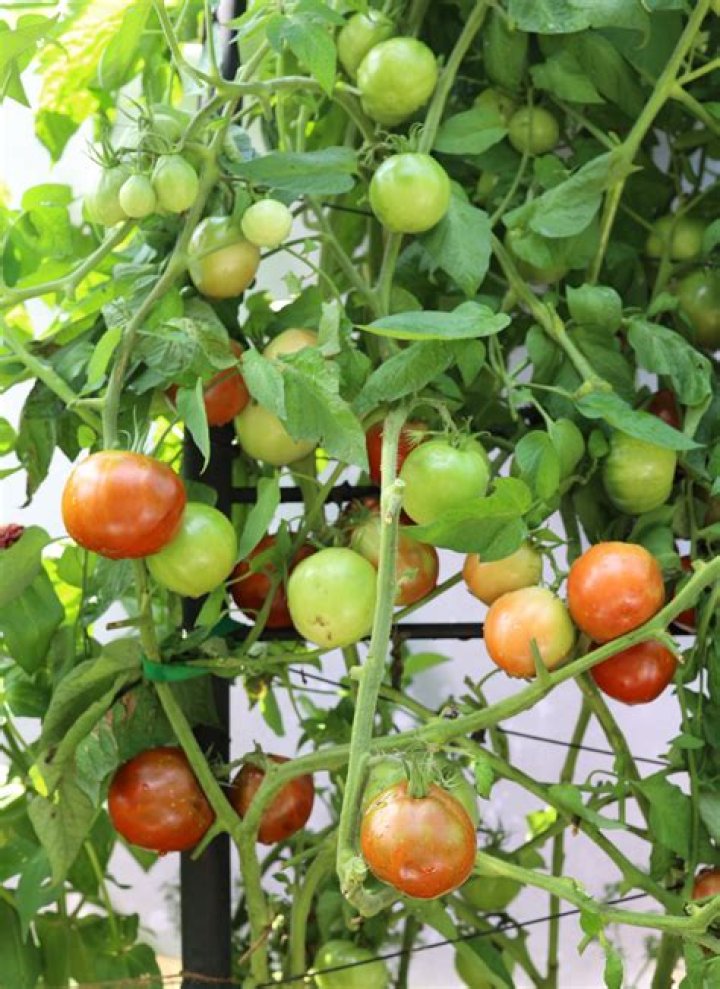 How do you naturally feed tomatoes?