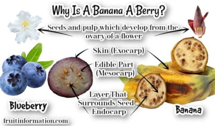 Discover the Surprising Truth: Is Banana Really a Berry?