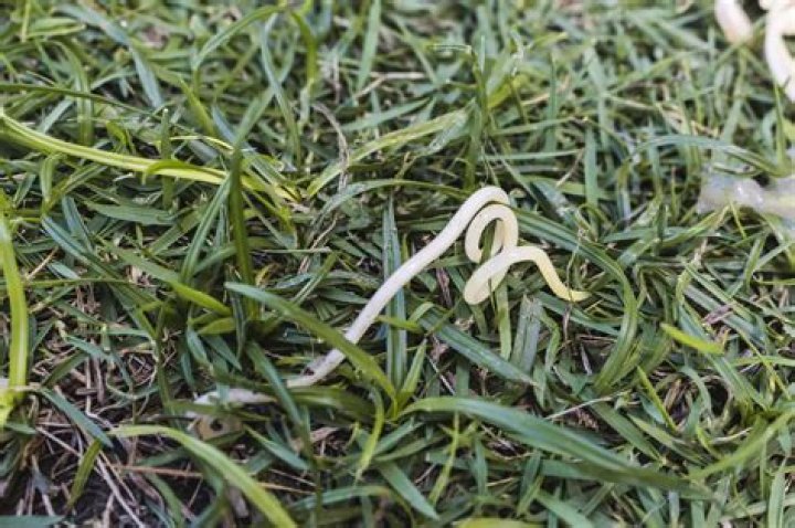 How long does it take for roundworms to leave a dog?