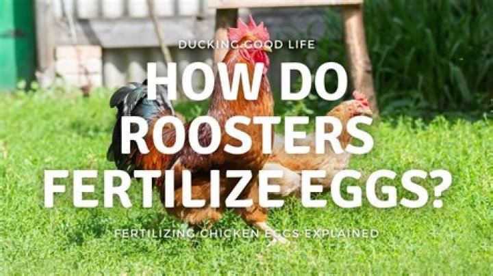 How many eggs can a rooster fertilize?