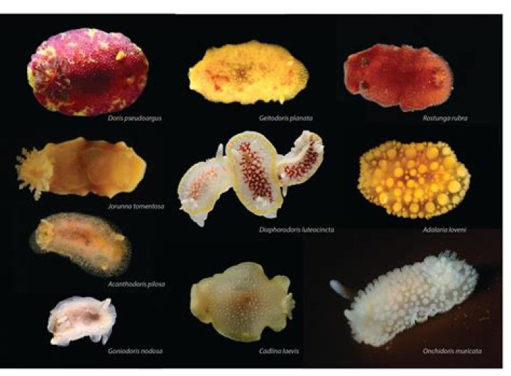 How many sea bunnies are there in the world?