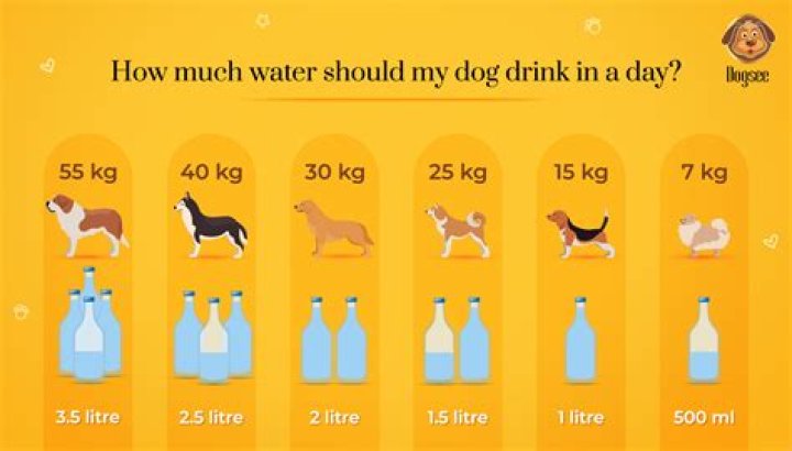 How much beer can a dog drink?