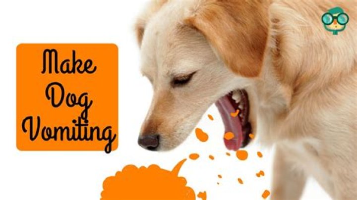How much does it cost for a vet to induce vomiting?