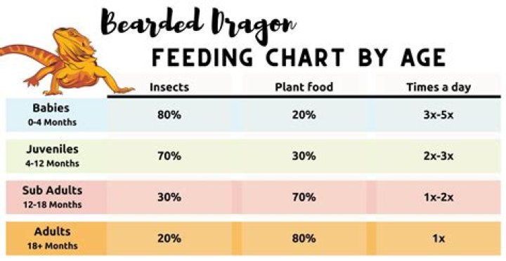 How often should I feed my bearded dragon?