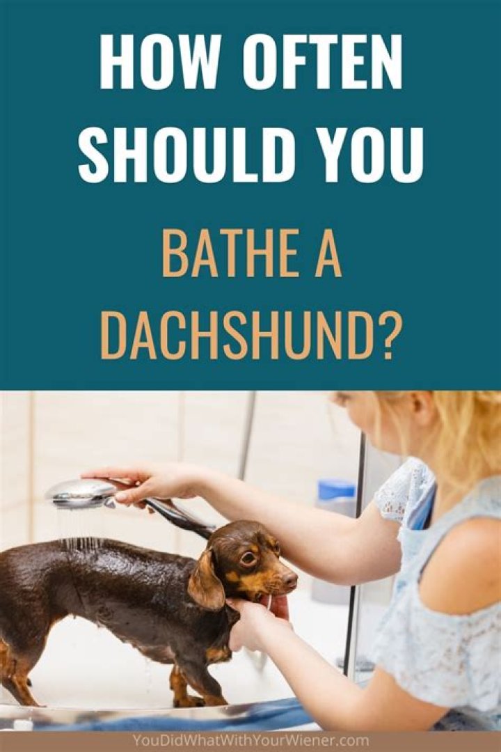How often should you bathe a bird?