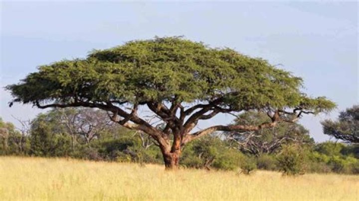 Is acacia better than pine?