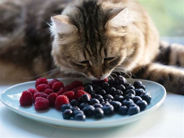 Is Blueberry toxic for cats?