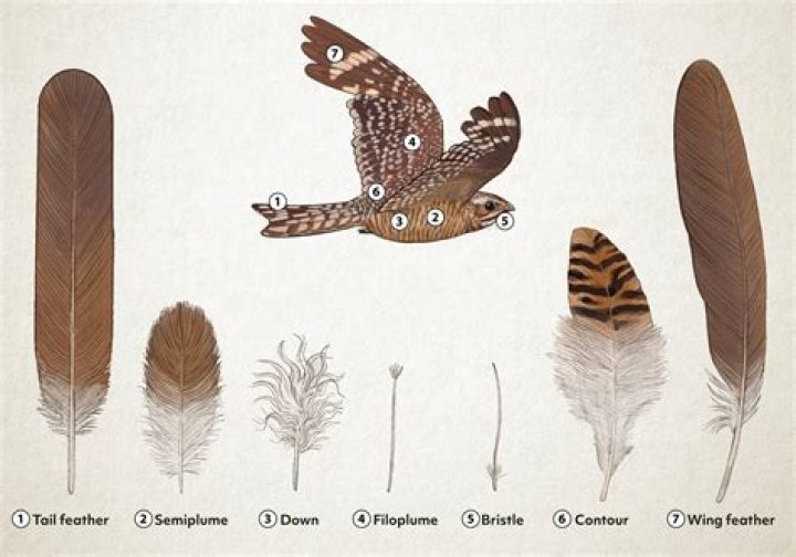 Is the Class Aves: Defined by Feathers and Physical Adaptations?
