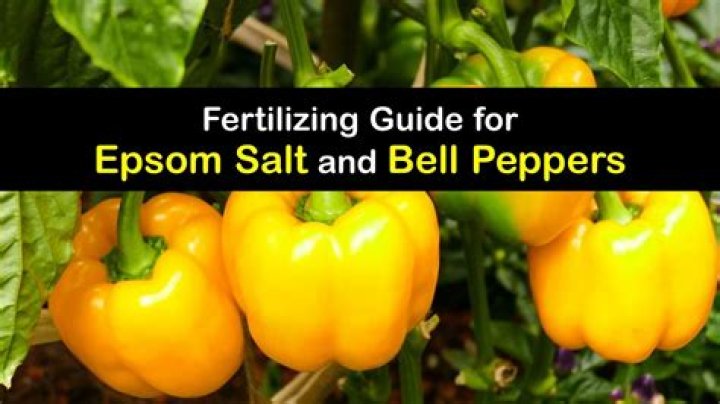 Is Epsom salt good for peppers?