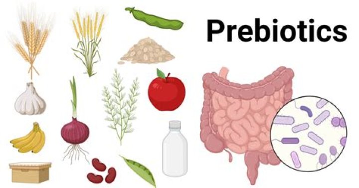 Is garlic a prebiotic?