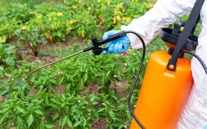 Is it better to pull weeds or spray?