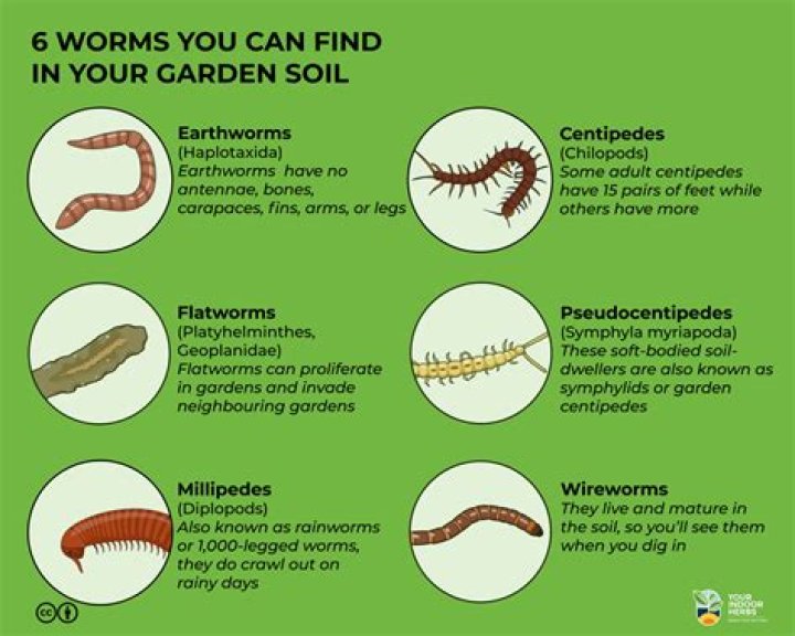 Is it good to have worms in your vegetable garden?