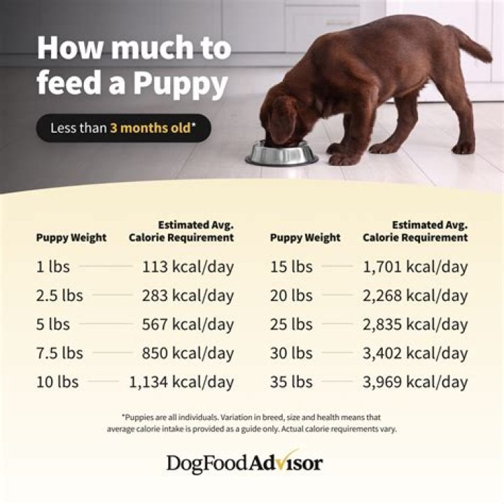 Is it normal for a 3 month old puppy to bite?