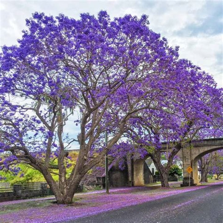 Is jacaranda tree drought tolerant?
