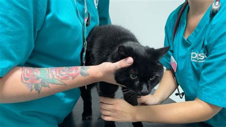 Is Onion bad for cats?
