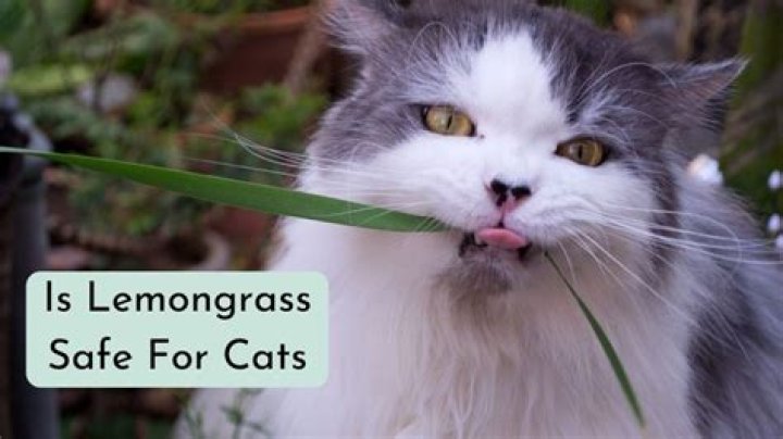 Is the smell of lemongrass safe for cats?