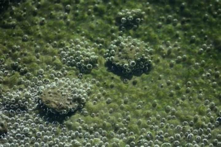 Is there life in Dead Sea?