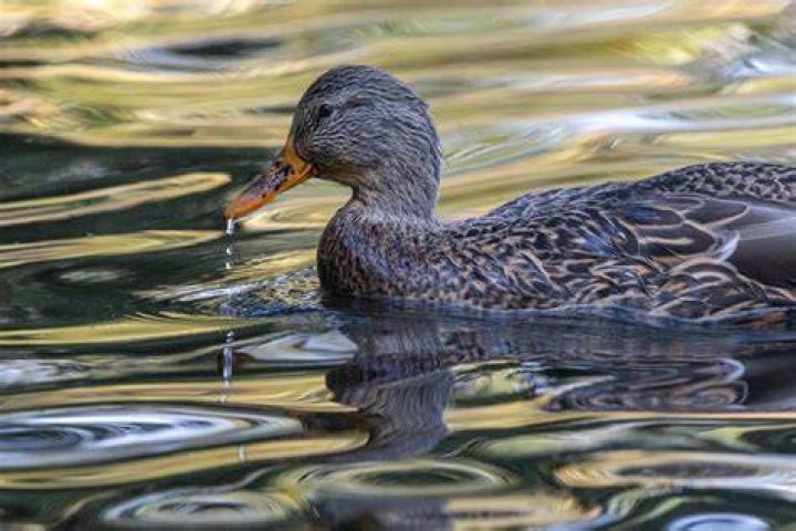 LA Times Small duck 4 letters Crossword Clue - News