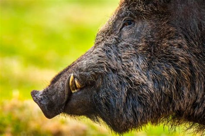 Like rams and boars