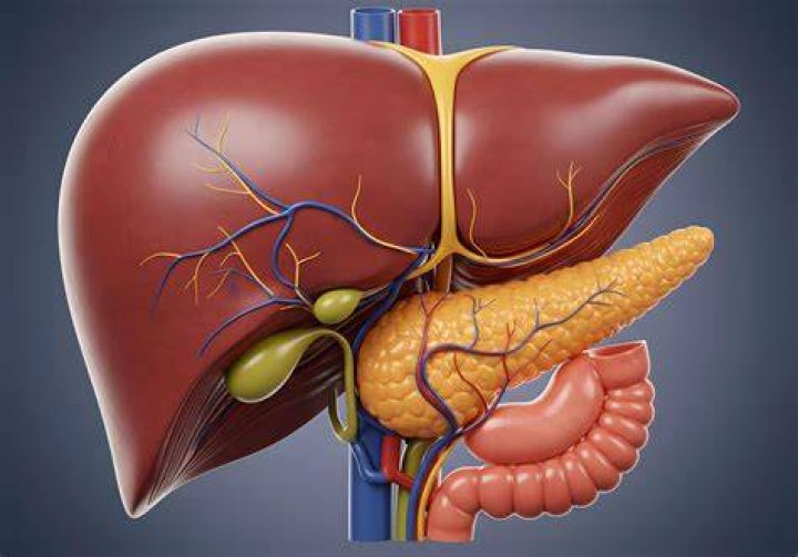 Liver or pancreas for example