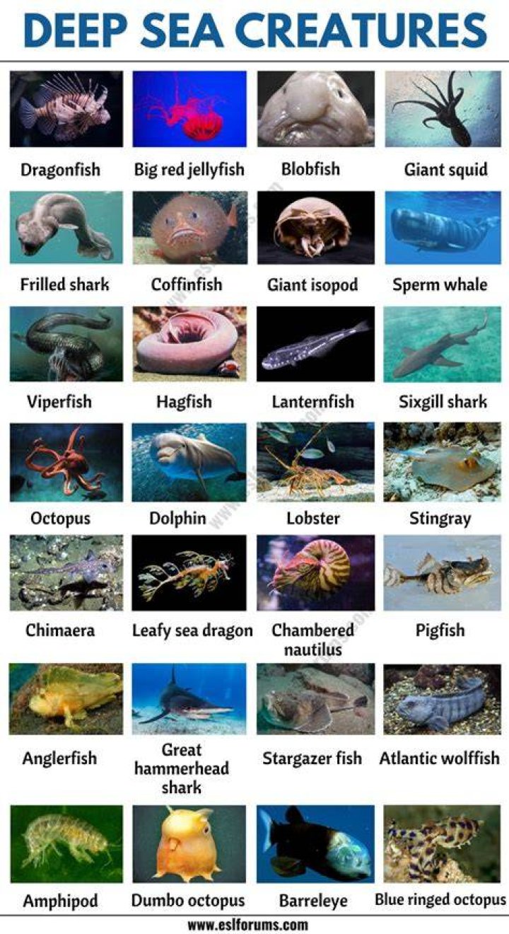 Marine creature whose name has four consecutive vowels NYT Crossword Clue - News
