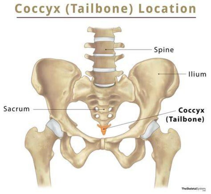 Most frequent letter in coccyx Crossword Clue Universal - News