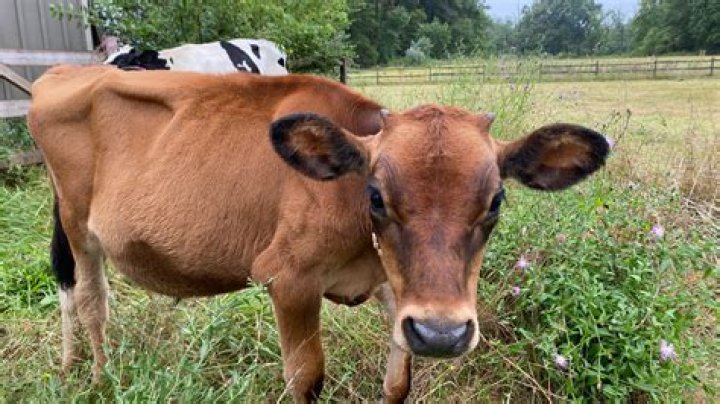 Narrow Way Farm Newtown: A Hidden Gem for Nature Lovers