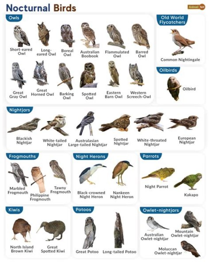 Nocturnal bird of prey
