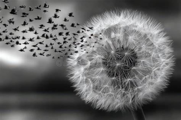 Nocturnal flier that disperses seeds of a 40-Down NYT Crossword Clue - News