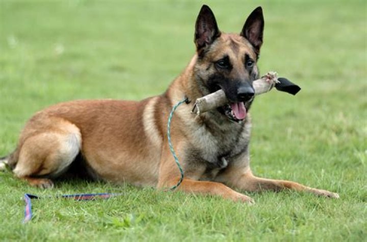 Pastor Belga Malinois: The Ultimate Guide to the Belgian Malinois Breed