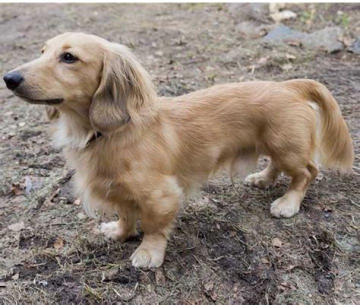Retriever Dachshund Mix: The Ultimate Guide to This Unique Hybrid Breed