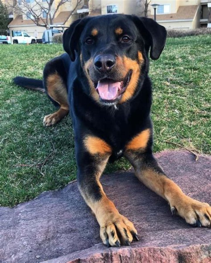 Rottweiler Lab Mix: The Ultimate Guide to Understanding and Caring for This Incredible Breed
